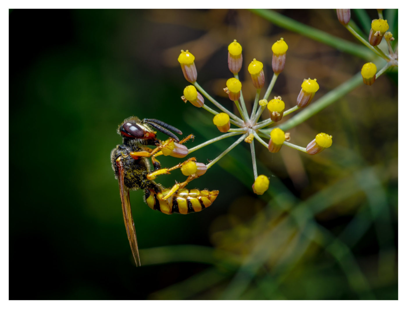 Beewolf on a small plant